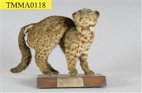 石虎藏品圖，第6張